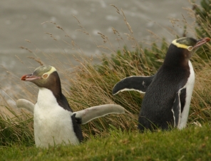 Penguin Place Yellow Eyed Penguins